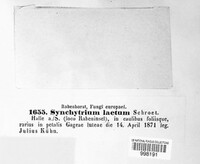 Synchytrium laetum image